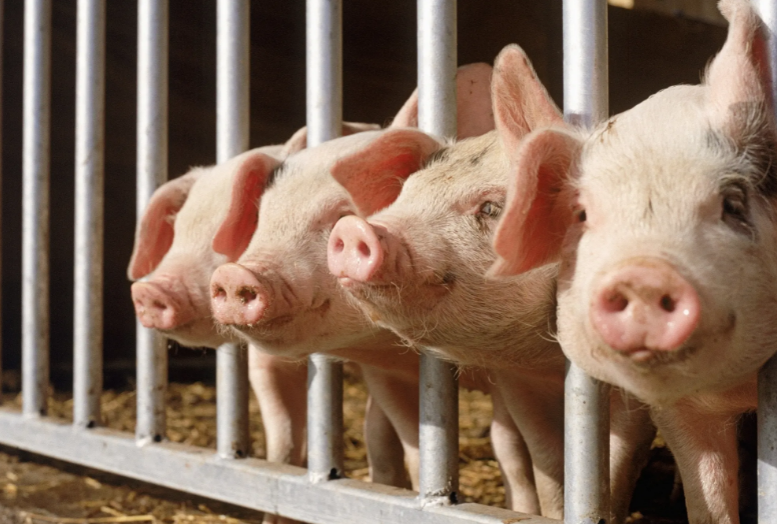 2022年中国生猪养殖行业市场远景及投资研究报告